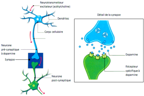 Neurosciences, synapses